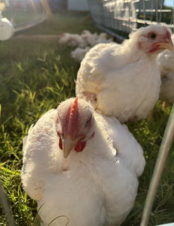 Picture for category Pasture Raised Chicken